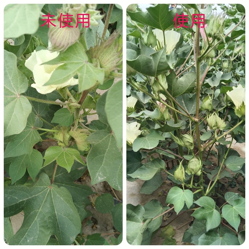 生物巨能產(chǎn)品效果圖