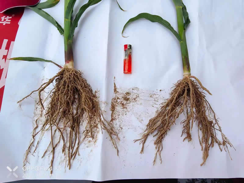 生物巨能產(chǎn)品效果圖