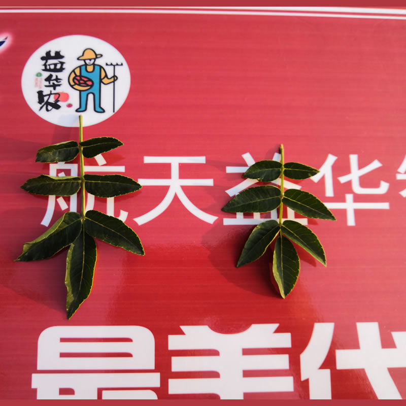 花椒葉效果圖