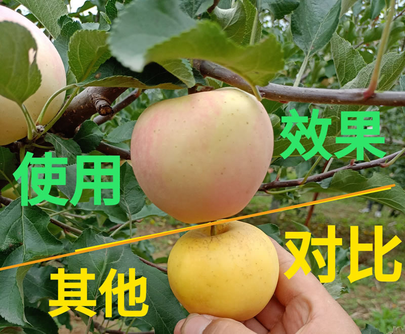 蘋(píng)果對比圖