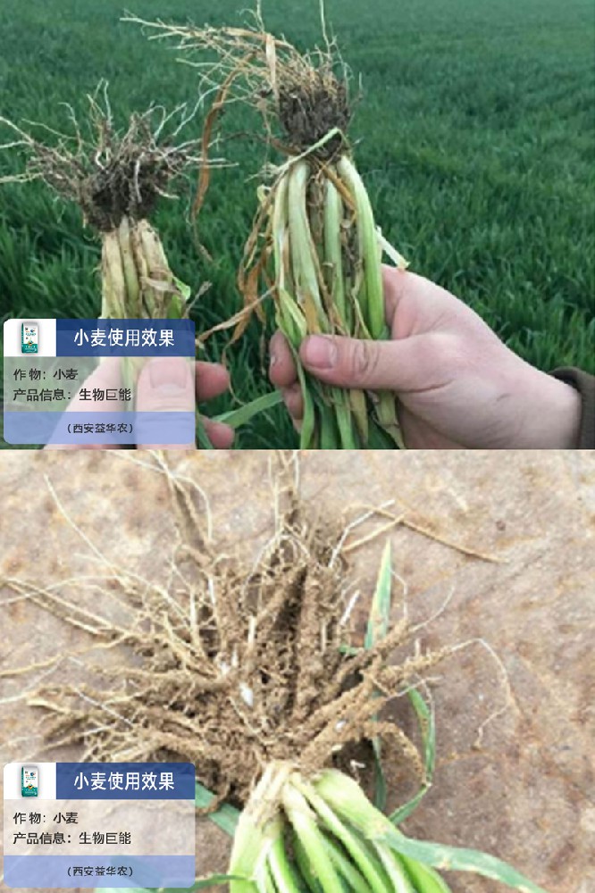 生物巨能效果圖