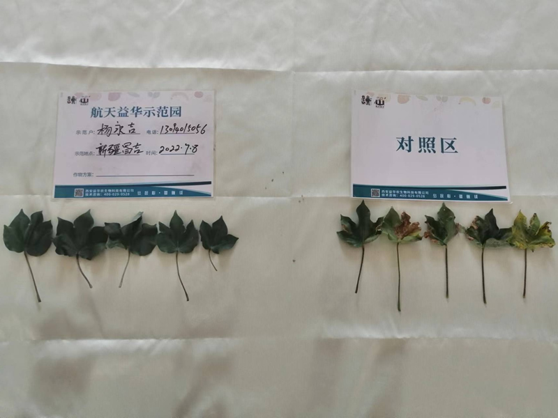 生物巨能效果圖